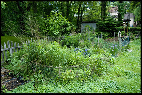 overgrown-garden