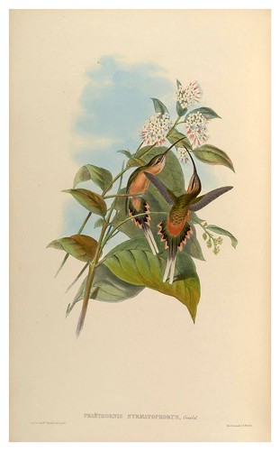 004-An introduction to the Trochilidae  or family of humming-birds-Vol 1- 1861-John Gould