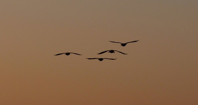 24046 - Canada Geese at sunset