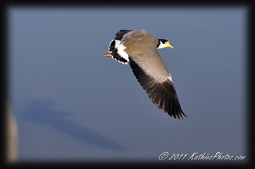 Masked Wing Plover in flight