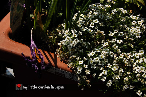 my-new-little-garden-in-japan1