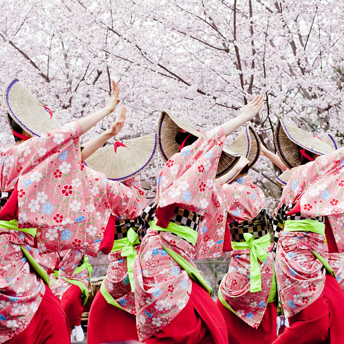 sakura festival