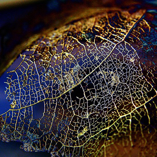 dentelle v'eg'etale / vegetable lace ©  OliBac