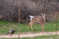 Deer and Turkey DSC_2102 by Mully410 * Images