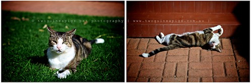 Resident cat Big Ears by twoguineapigs Pet Photography, part of Mozart series