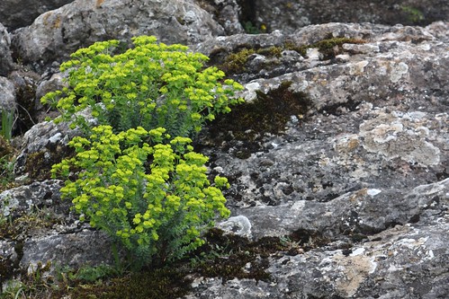 Euphorbia no Torcal