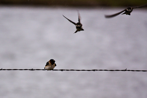 Swallows on Fence