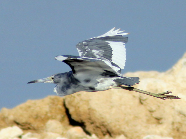 Little Blue Heron 3-20110526