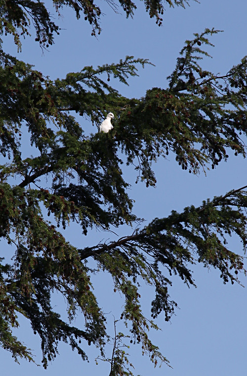 dove in a tree, Kasaan, Alaska