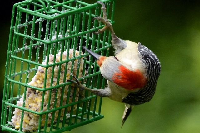 Red-bellied Woodpecker female 2