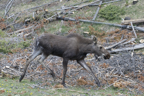 moose-almost-roadkill