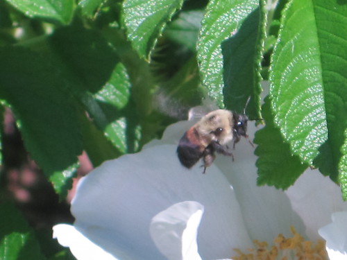 bee in flower