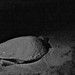 Sea Turtles 6.17.11 - 14
