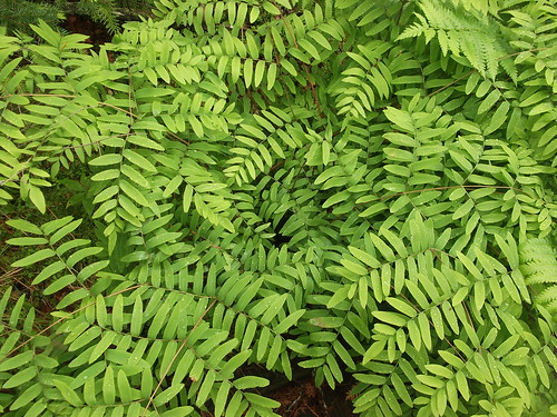My favorite fern by woodsrun