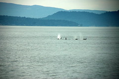 Spouting Orcas