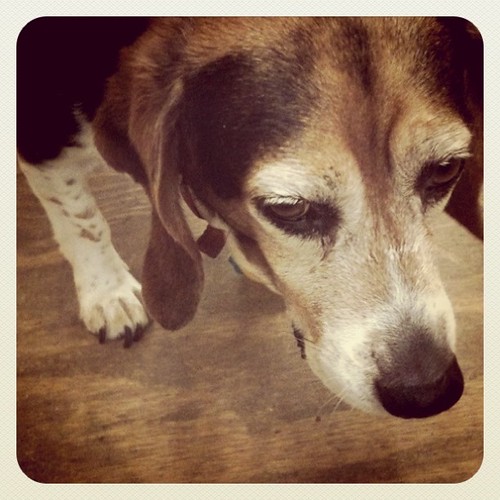 Ashley #dog, my neighbor's sweet pup. #studio