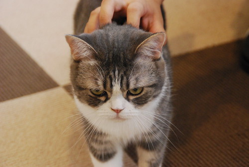 Cat Petting, Ueno Cat Cafe