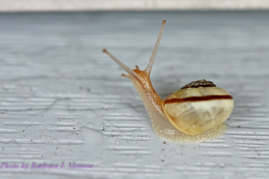 Snail (2 of 2)