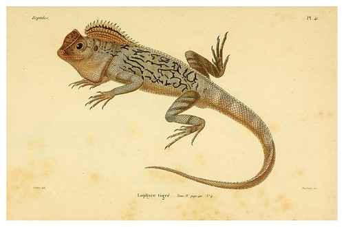 007-Erpétologie générale ou Histoire naturelle complète des reptiles 1834