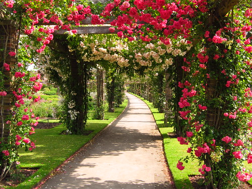 The Rose Pergola at Kew