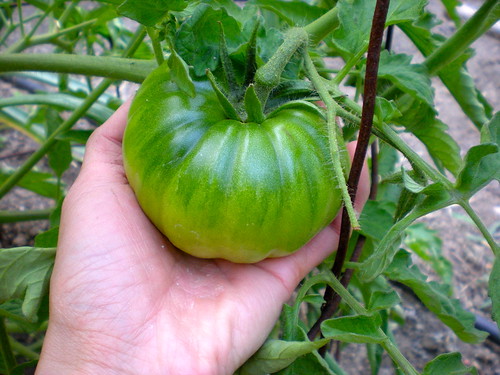 black krim tomato