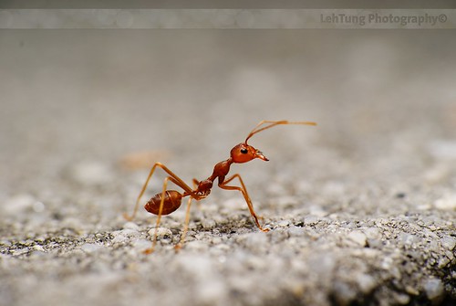 Ant's life