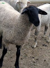 Suffolk lamb