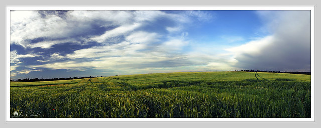 Búzamező / Grain field - panorama