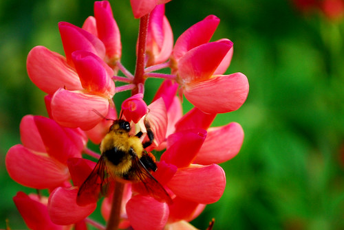Bumblebee on Lupine by Sandee4242