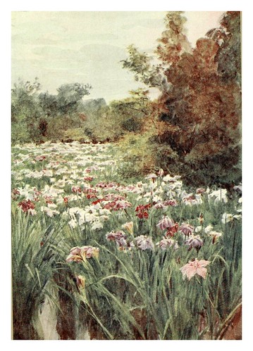 018-Iris en Kitano-Kyoto-Japanese gardens 1912-Walter Tyndale