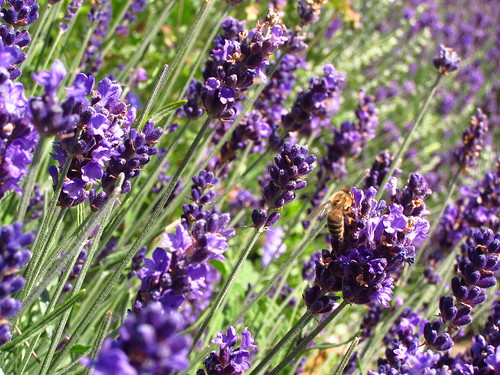 Lavender at Kew