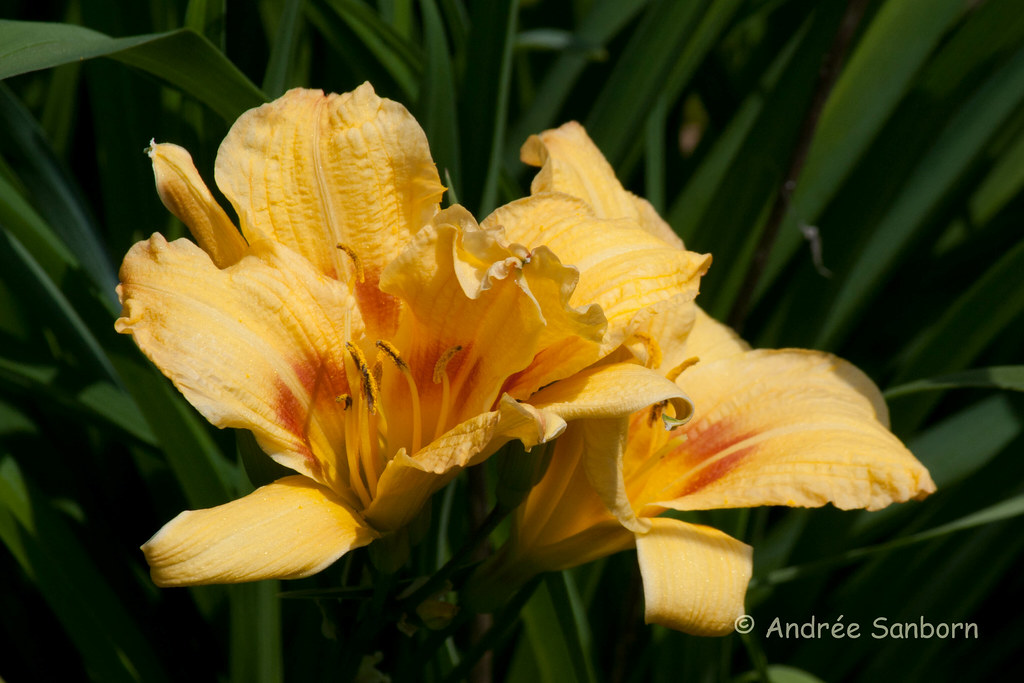 First Day Lilies-1.jpg