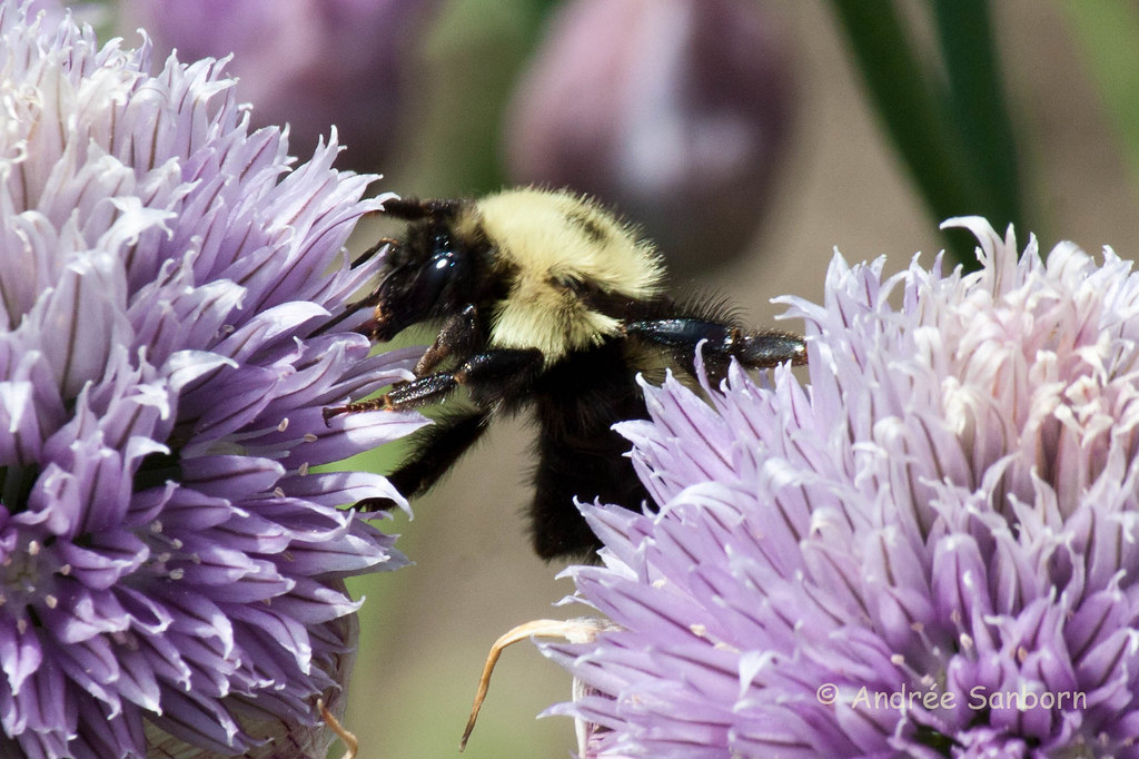Bumblebee on Chives-5.jpg