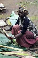 Dorze Woman Scraping Enset, Ethiopia