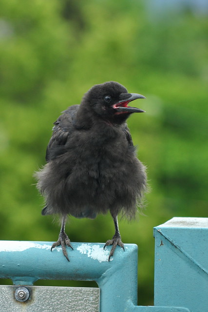 Young crow, 7 Jul 2011