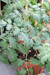 Tomatenplant nr. 2 update 20-06