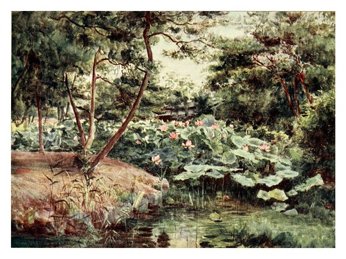 019-Pino y lotos color rosa en Kofu-Japanese gardens 1912-Walter Tyndale