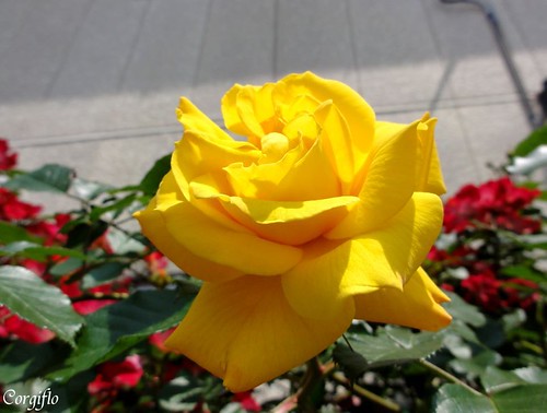 blog-110705-roses-2