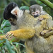 Black-capped Squirrel Monkey & Young