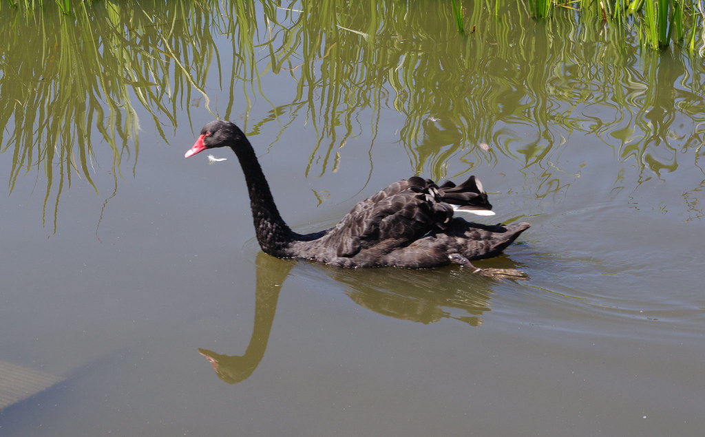 Black Swan Momma
