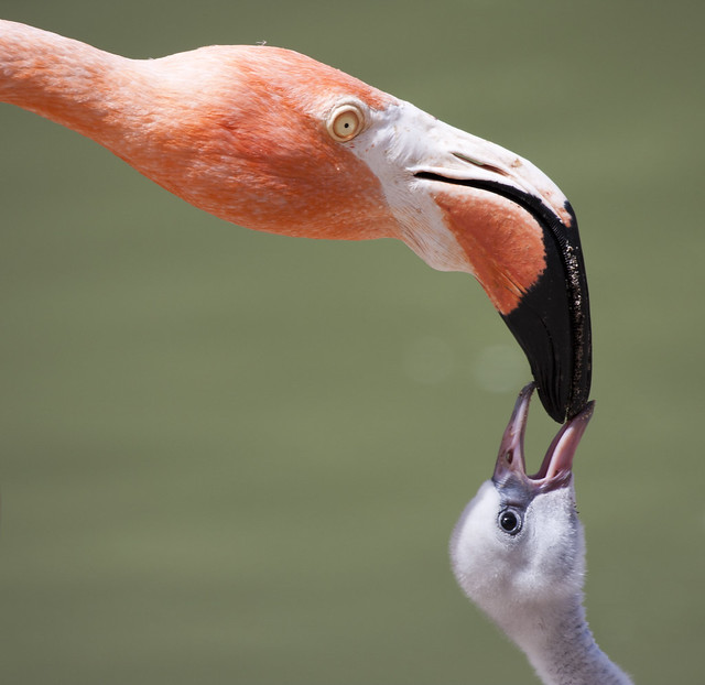 Mom and baby flamingo