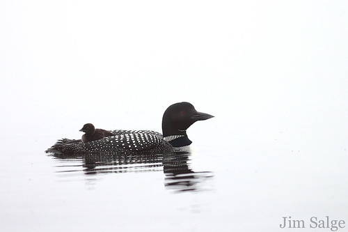 High Key Loon and Chick in Fog