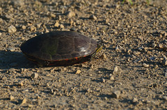 Turtle DSC_8947 by Mully410 * Images