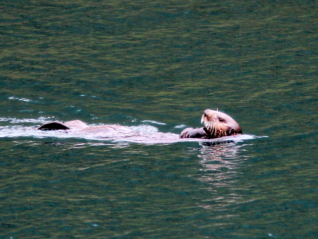 Sea Otter 20110625