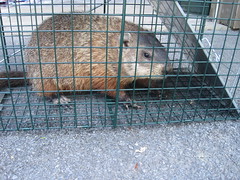  groundhog relocation program