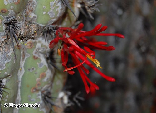 Flores de Quintral del quisco <i>Tristerix aphyllus </i> registradas en el Cajón de Pichi, región Metropolitana.