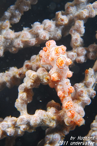 豆丁海馬 - Pygmy Seahorse (7)
