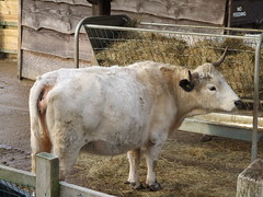 Tilgate Park - Cow