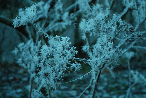 DSC_5850-frost-spikes-on-fennel