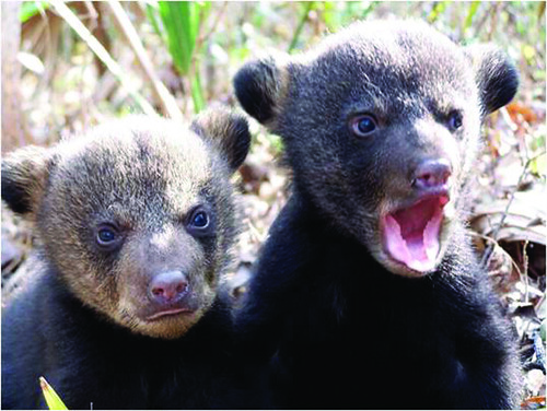 Louisiana black bear cubs.